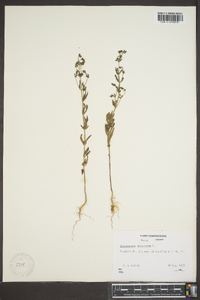 Trichostema dichotomum image