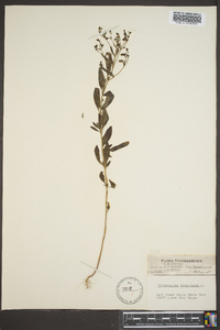 Trichostema dichotomum image