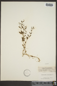 Trichostema dichotomum image