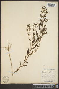 Trichostema dichotomum image