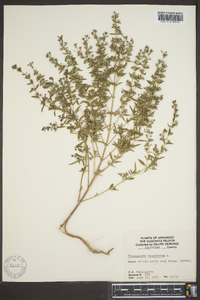 Trichostema coeruleum image