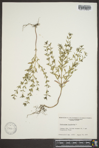 Trichostema coeruleum image