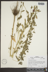 Trichostema dichotomum image