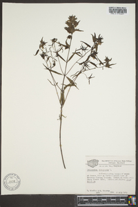 Trichostema dichotomum image