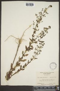 Trichostema dichotomum image