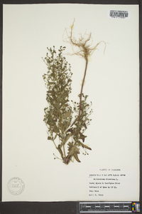 Trichostema dichotomum image