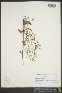 Trichostema dichotomum image