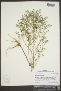 Trichostema dichotomum image