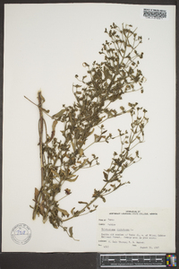 Trichostema dichotomum image