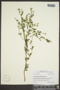 Trichostema dichotomum image