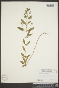 Trichostema dichotomum image