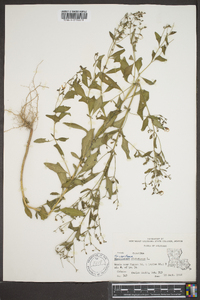 Trichostema dichotomum image