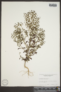 Trichostema dichotomum image