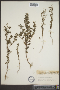 Trichostema dichotomum image