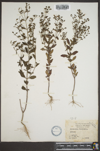 Trichostema dichotomum image