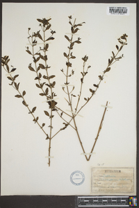 Trichostema dichotomum image