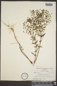 Trichostema dichotomum image