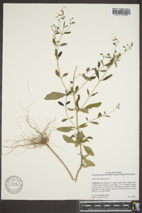 Trichostema dichotomum image