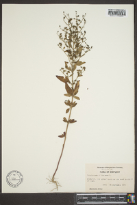 Trichostema dichotomum image