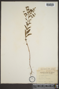 Trichostema dichotomum image