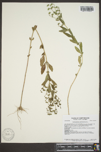 Trichostema dichotomum image