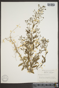 Trichostema dichotomum image