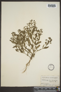 Trichostema dichotomum image