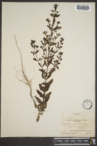 Trichostema dichotomum image