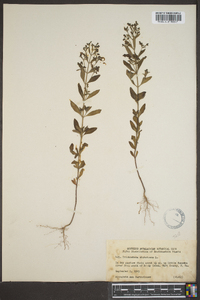 Trichostema dichotomum image