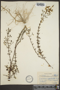 Trichostema suffrutescens image