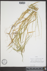 Digitaria ciliaris image