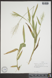 Panicum sphaerocarpon image