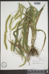 Setaria faberi image