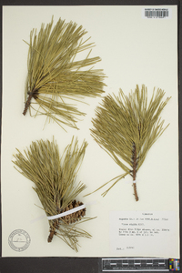 Pinus rigida image