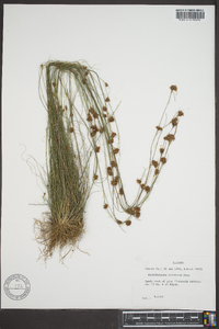 Rhynchospora filifolia image