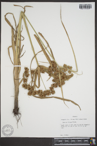 Cyperus virens image