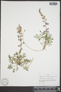 Lupinus nuttallii image