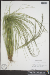 Aristida stricta image