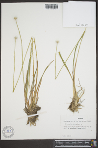 Eriocaulon decangulare image