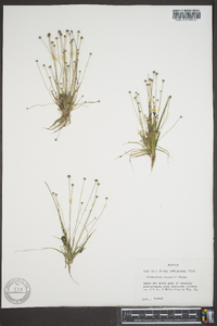 Eriocaulon ravenelii image