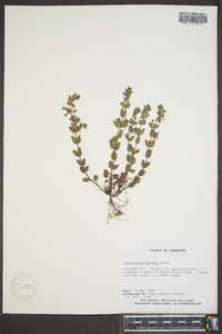 Scutellaria parvula image