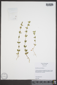 Scutellaria parvula image