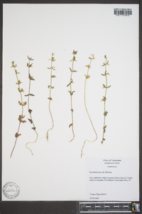 Scutellaria parvula image