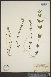 Scutellaria parvula image