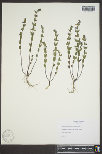 Scutellaria parvula image