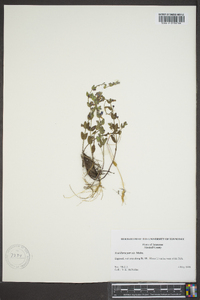 Scutellaria parvula image