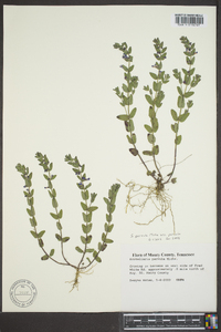 Scutellaria parvula image