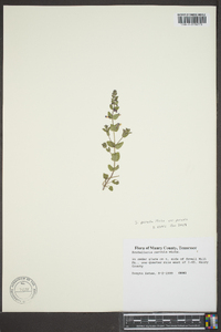 Scutellaria parvula image