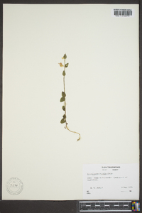 Scutellaria parvula image