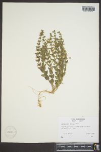 Scutellaria parvula image